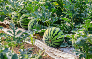 How to Pick a Watermelon That's Actually Tasty
